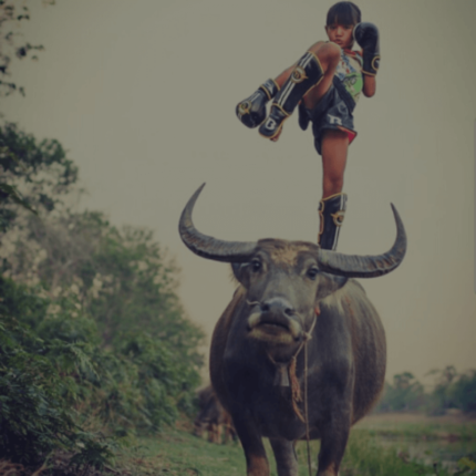 Een kind staat op de rug van een waterbuffel in een landelijke omgeving, gekleed in kickbokskleding en -handschoenen.